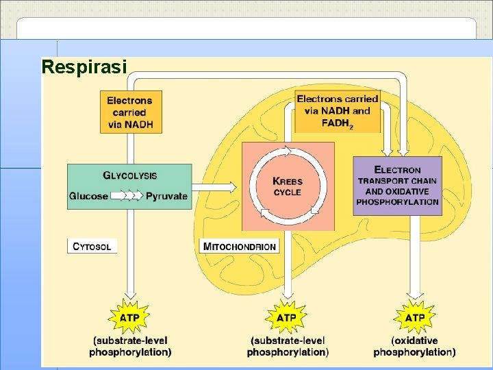 Respirasi 