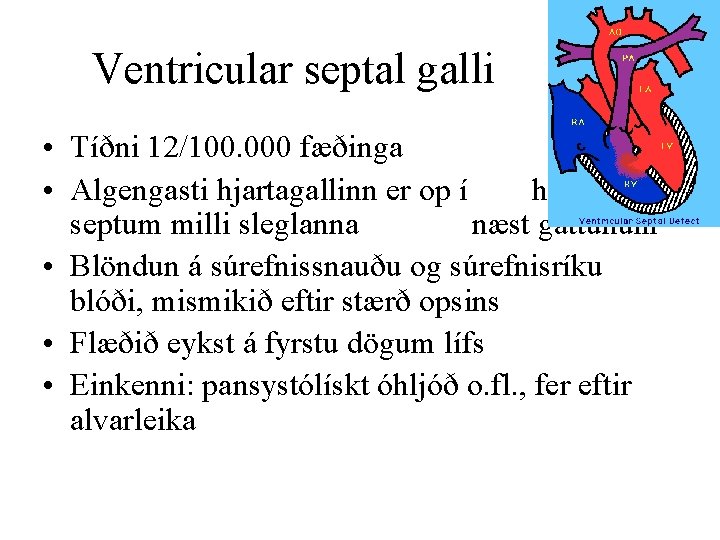 Ventricular septal galli • Tíðni 12/100. 000 fæðinga • Algengasti hjartagallinn er op í