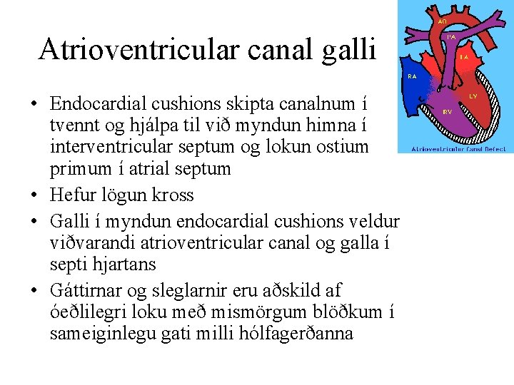 Atrioventricular canal galli • Endocardial cushions skipta canalnum í tvennt og hjálpa til við