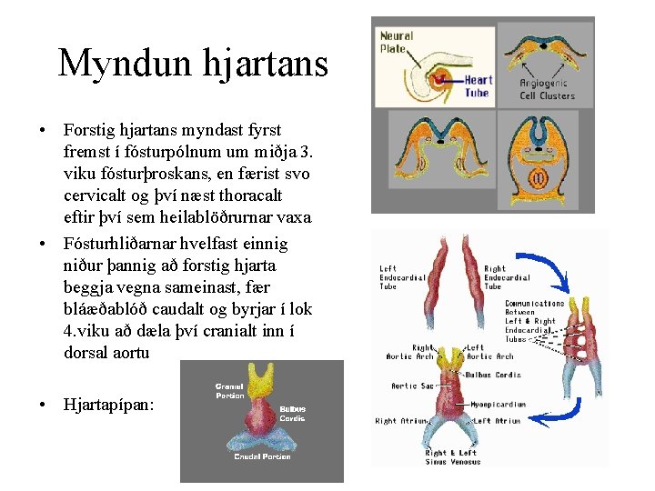 Myndun hjartans • Forstig hjartans myndast fyrst fremst í fósturpólnum um miðja 3. viku