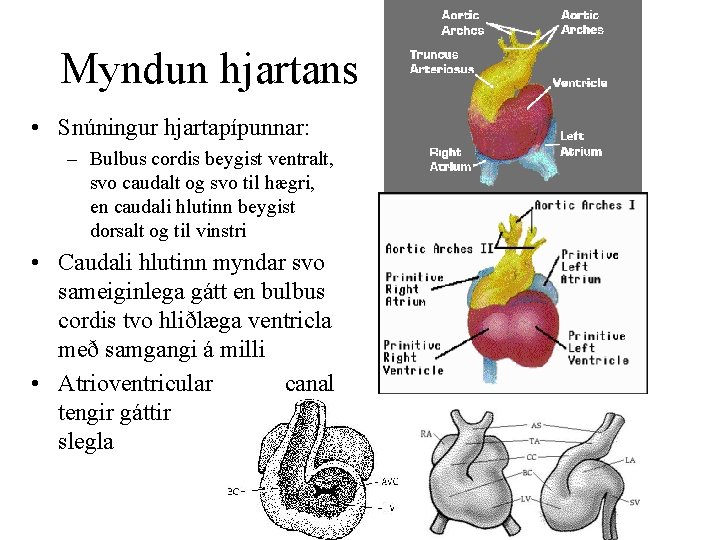 Myndun hjartans • Snúningur hjartapípunnar: – Bulbus cordis beygist ventralt, svo caudalt og svo