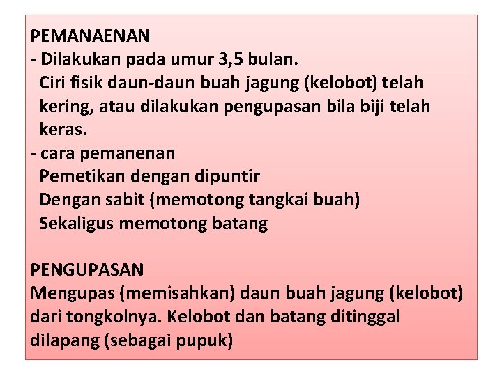 PEMANAENAN - Dilakukan pada umur 3, 5 bulan. Ciri fisik daun-daun buah jagung (kelobot)