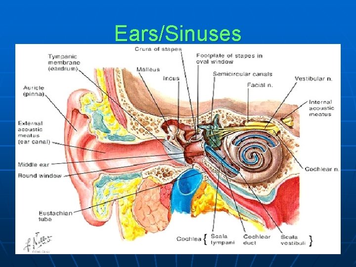 Ears/Sinuses 