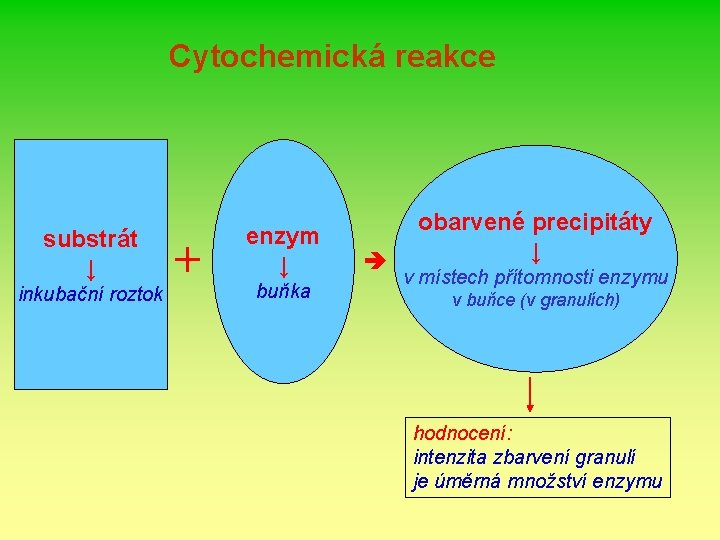 Cytochemická reakce substrát ↓ inkubační roztok + enzym ↓ buňka obarvené precipitáty ↓ v