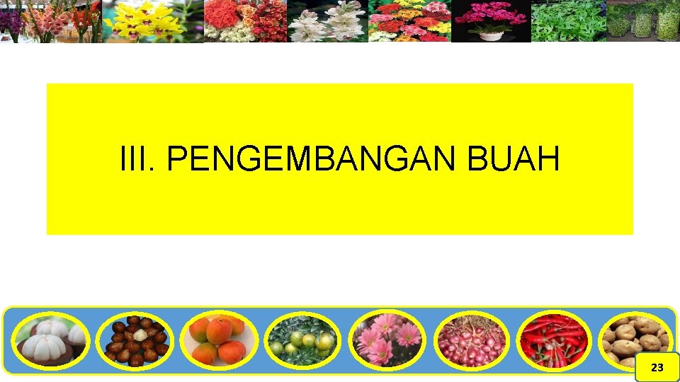 III. PENGEMBANGAN BUAH 23 