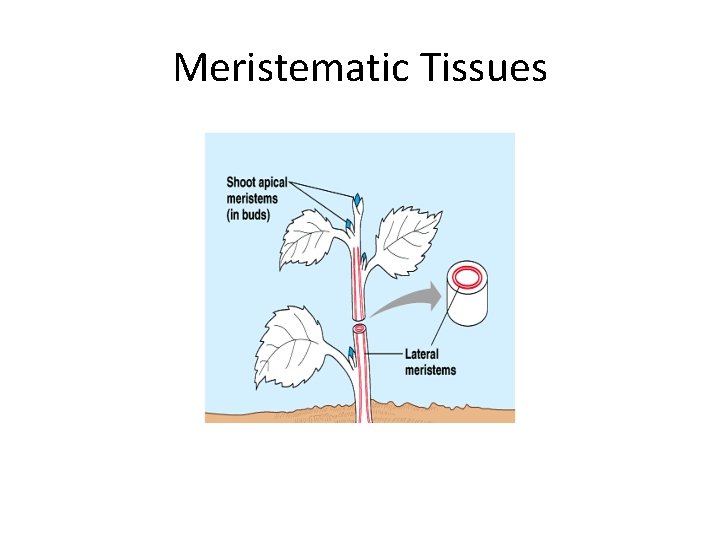 Meristematic Tissues 