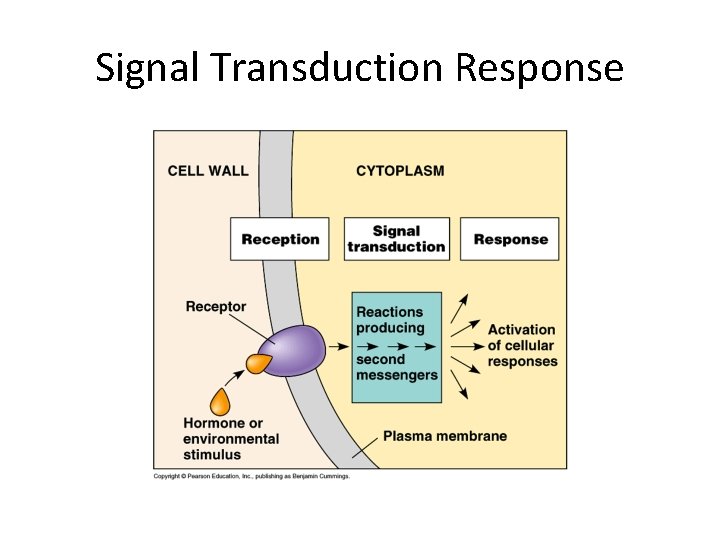 Signal Transduction Response 