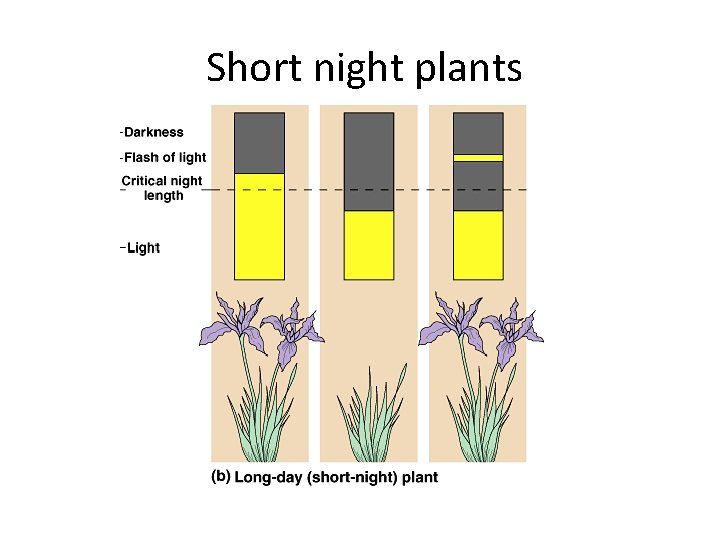 Short night plants 