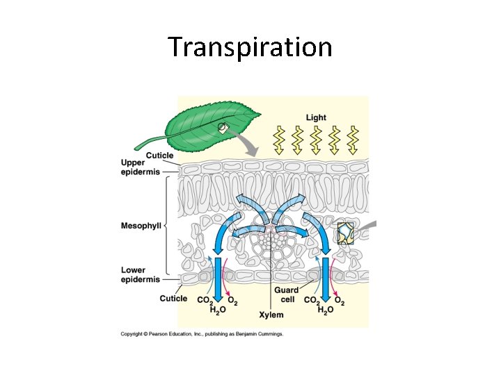 Transpiration 