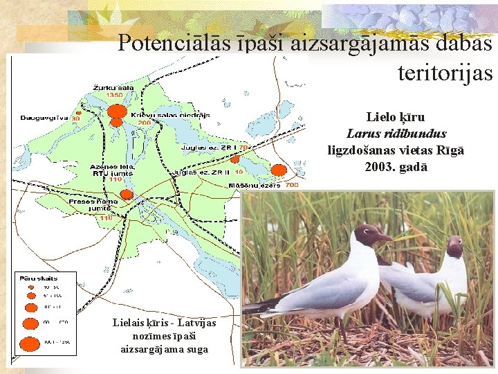 Potenciālās īpaši aizsargājamās dabas teritorijas Lielo ķīru Larus ridibundus ligzdošanas vietas Rīgā 2003. gadā