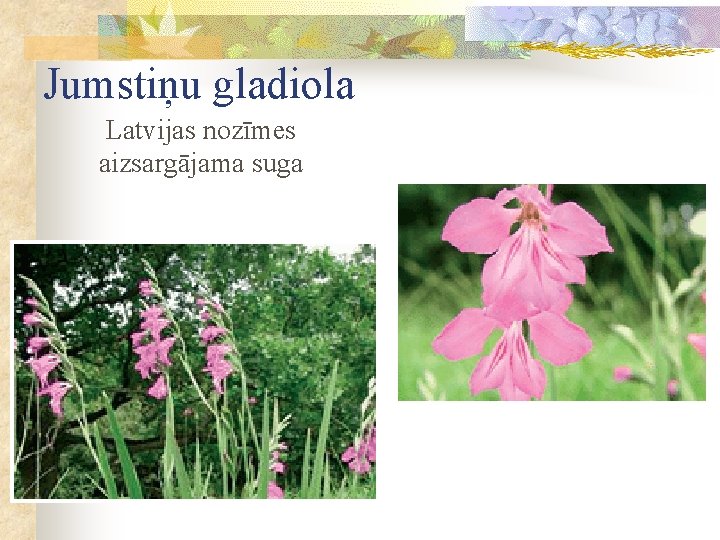 Jumstiņu gladiola Latvijas nozīmes aizsargājama suga 