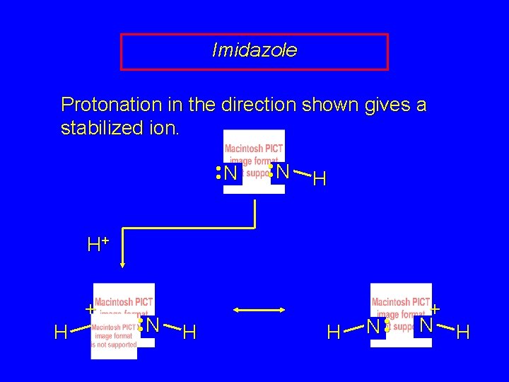Imidazole Protonation in the direction shown gives a stabilized ion. • • N H