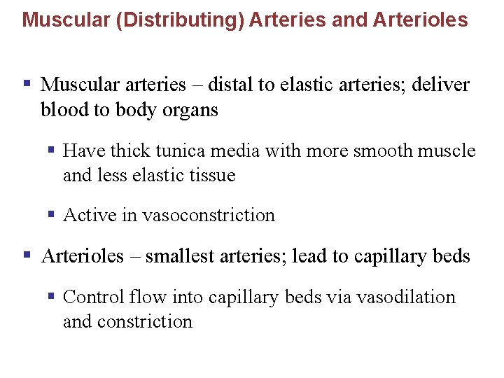 Muscular (Distributing) Arteries and Arterioles § Muscular arteries – distal to elastic arteries; deliver