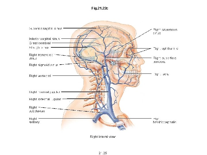 Fig. 21. 22 c 