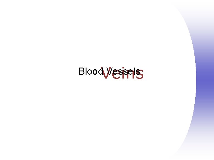 Veins Blood Vessels 