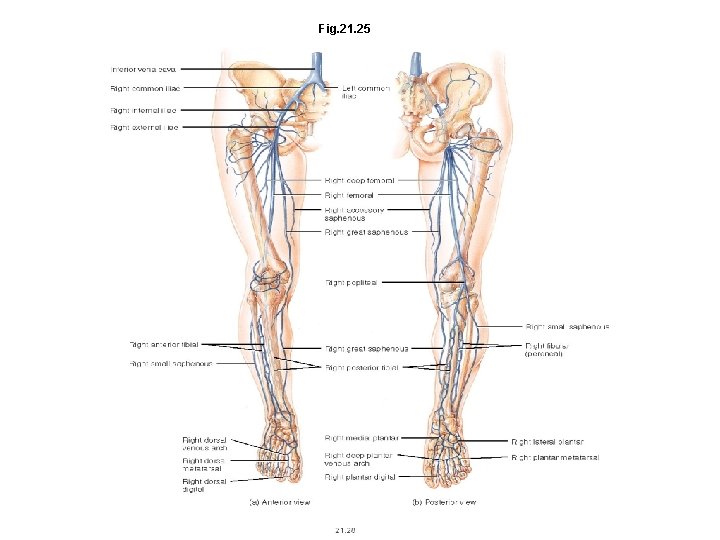 Fig. 21. 25 