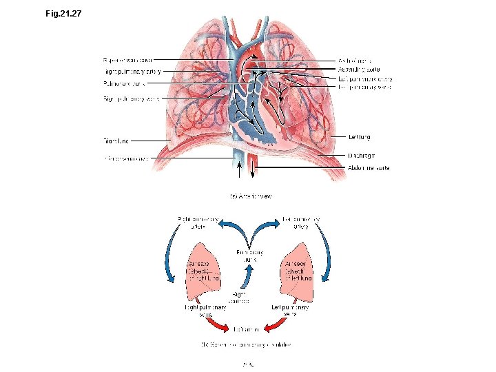 Fig. 21. 27 