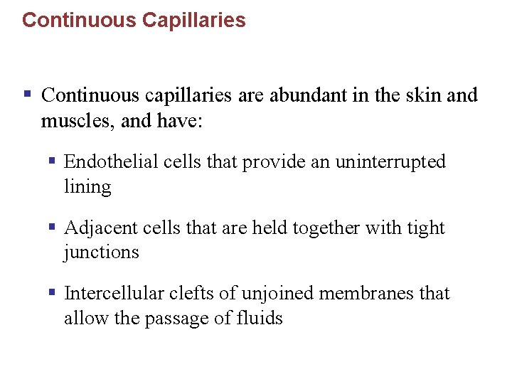 Continuous Capillaries § Continuous capillaries are abundant in the skin and muscles, and have: