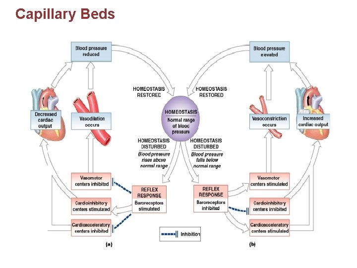 Capillary Beds 