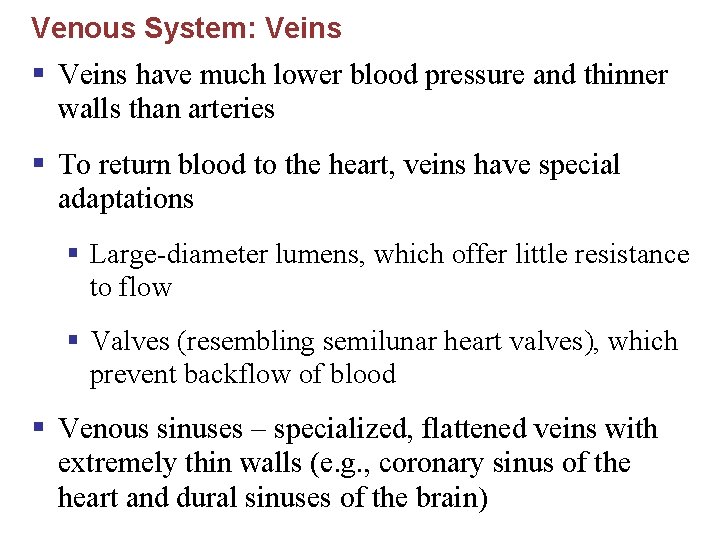 Venous System: Veins § Veins have much lower blood pressure and thinner walls than