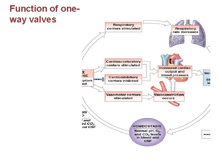 Function of oneway valves 