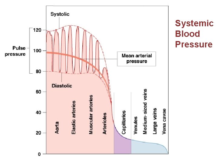 Systemic Blood Pressure 