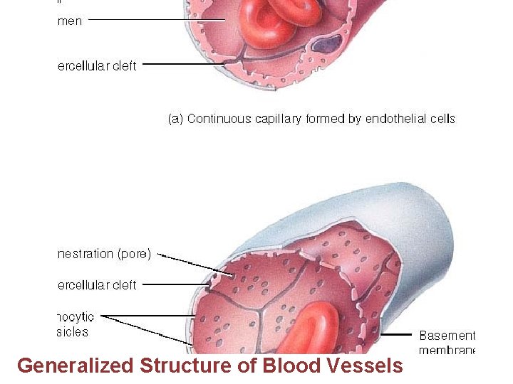 Generalized Structure of Blood Vessels 