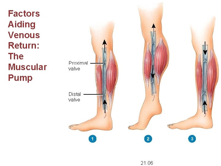 Factors Aiding Venous Return: The Muscular Pump 