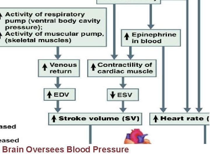 Brain Oversees Blood Pressure 