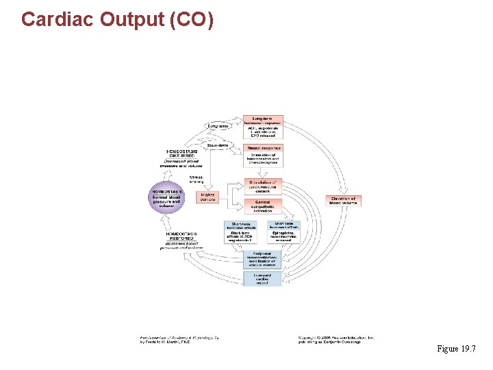 Cardiac Output (CO) Figure 19. 7 