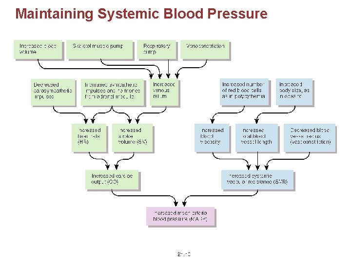 Maintaining Systemic Blood Pressure 