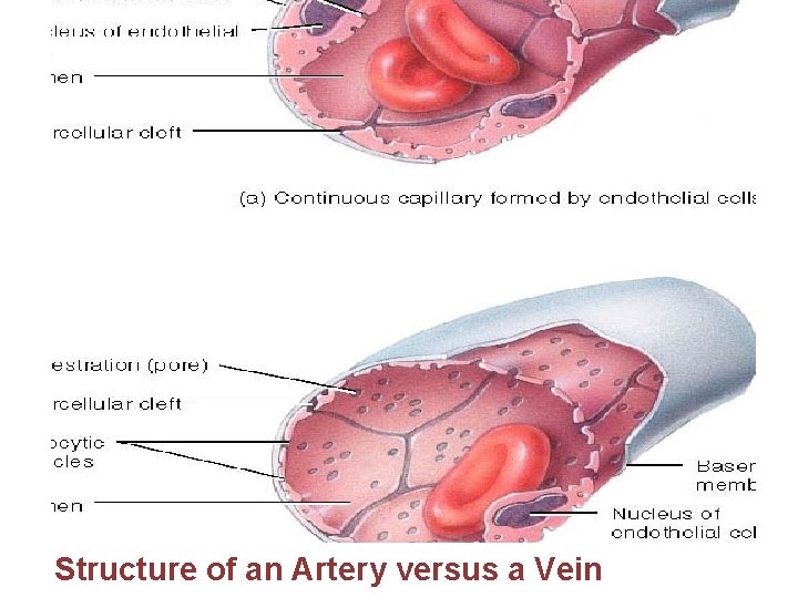 Structure of an Artery versus a Vein 