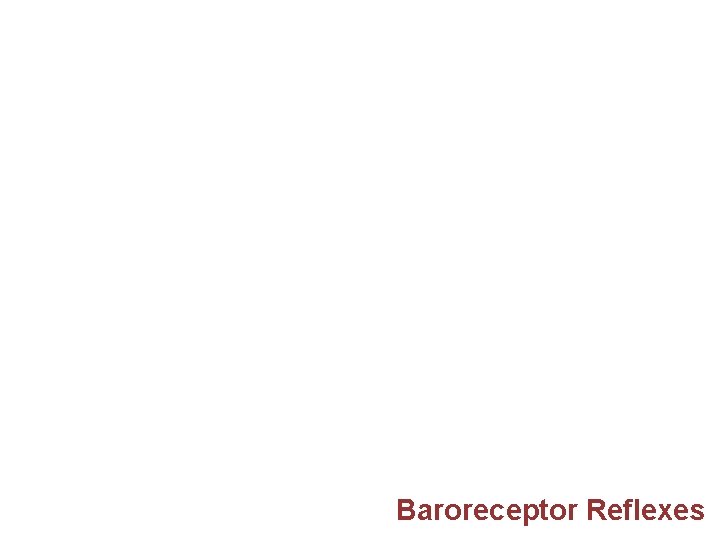 Baroreceptor Reflexes 