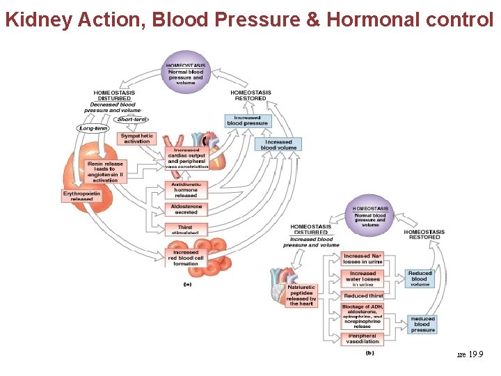 Kidney Action, Blood Pressure & Hormonal control Figure 19. 9 