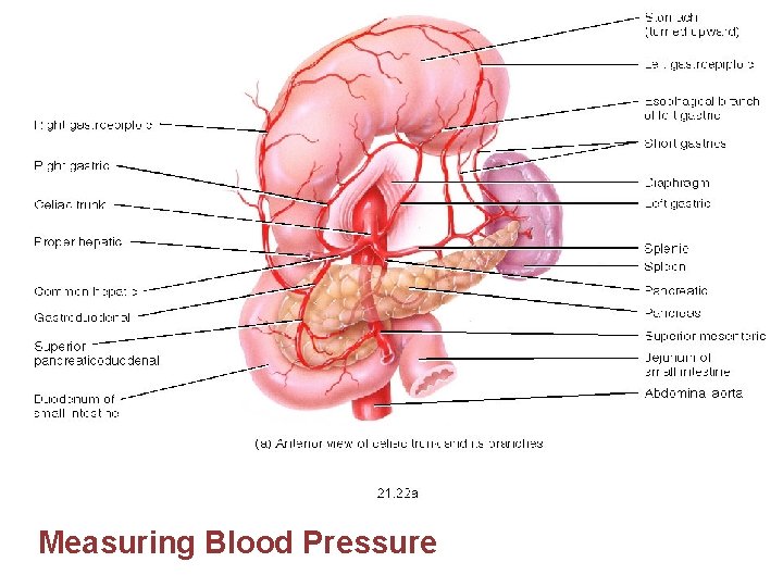 Measuring Blood Pressure 