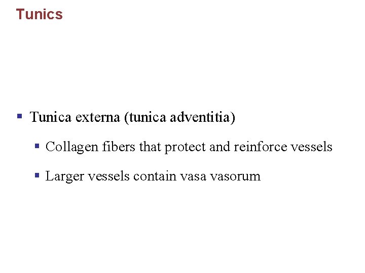 Tunics § Tunica externa (tunica adventitia) § Collagen fibers that protect and reinforce vessels