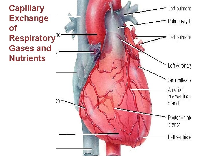 Capillary Exchange of Respiratory Gases and Nutrients 