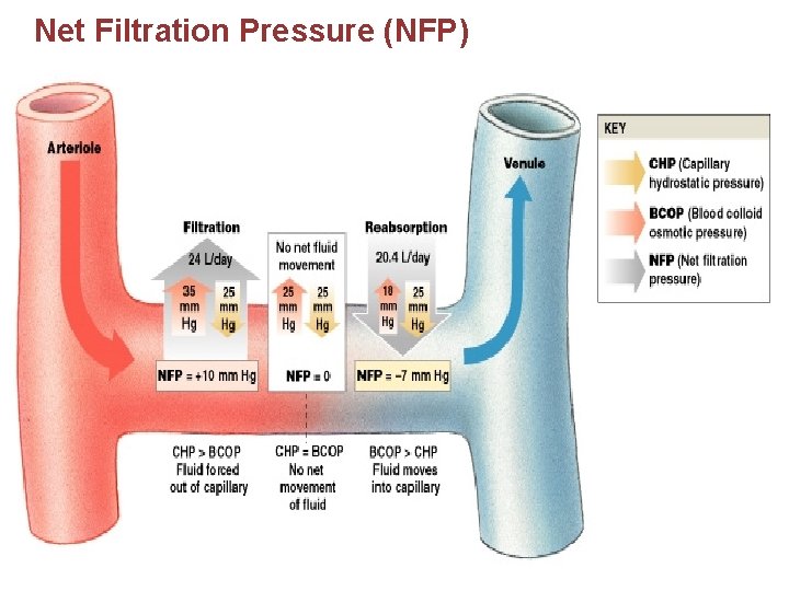 Net Filtration Pressure (NFP) 