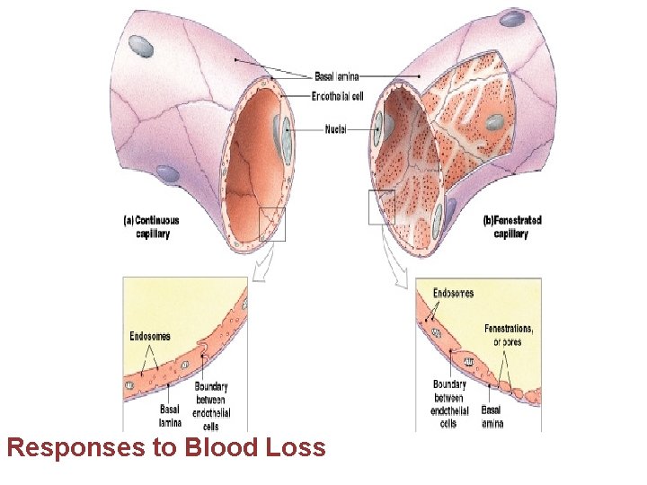 Responses to Blood Loss Figure 21 -17 