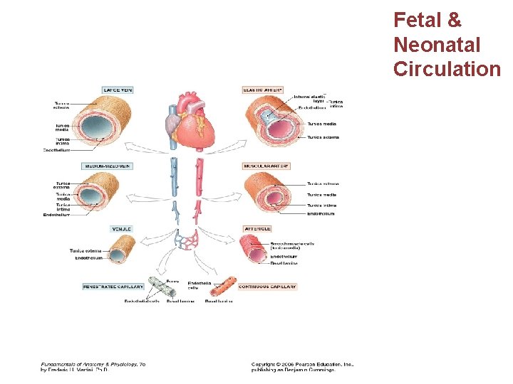 Fetal & Neonatal Circulation 