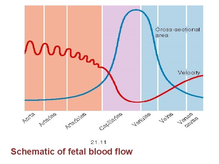 Schematic of fetal blood flow 