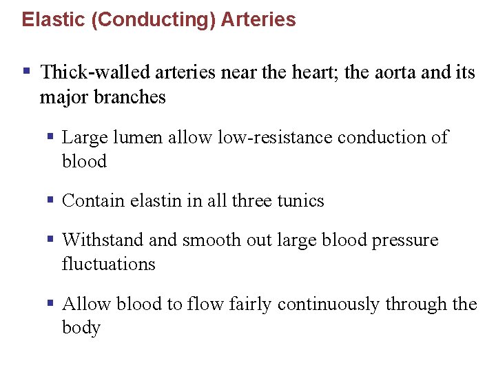 Elastic (Conducting) Arteries § Thick-walled arteries near the heart; the aorta and its major