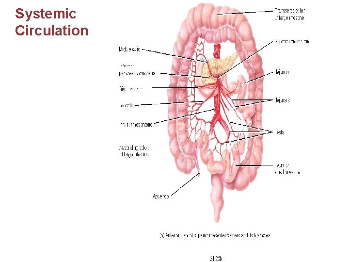 Systemic Circulation 