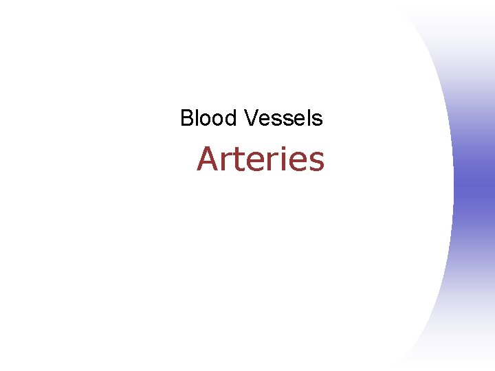 Blood Vessels Arteries 