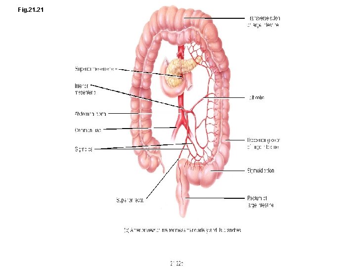 Fig. 21 