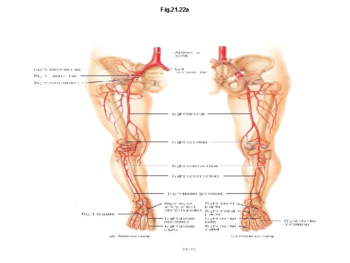 Fig. 21. 22 a 