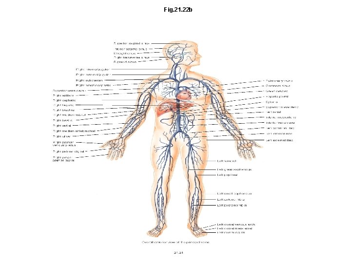 Fig. 21. 22 b 