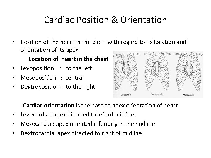 Cardiac Position & Orientation • Position of the heart in the chest with regard