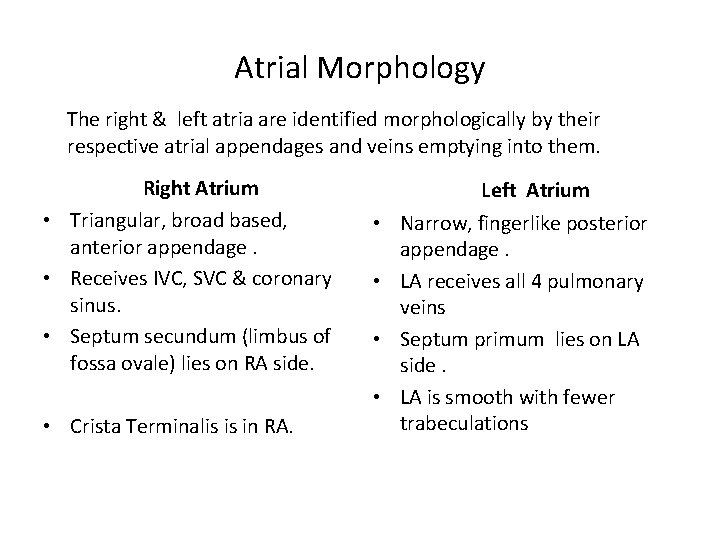 Atrial Morphology The right & left atria are identified morphologically by their respective atrial