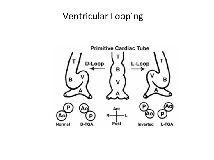 Ventricular Looping 